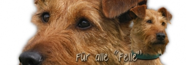 Spardose Irish Terrier #2